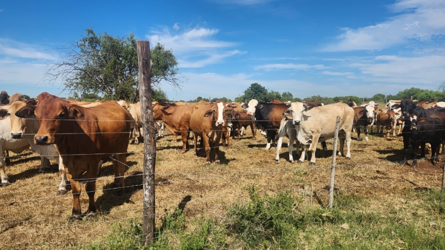 Commercial Property for Sale in Lichtenburg Rural North West